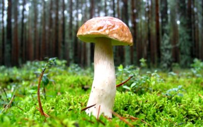 Mushroom Foraging – Enjoy, But Approach With Caution!