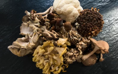 Mushrooms varieties